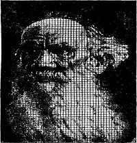 На портрет Л. Н. Толстого нанесена сетка из двухмиллиметровых квадратиков